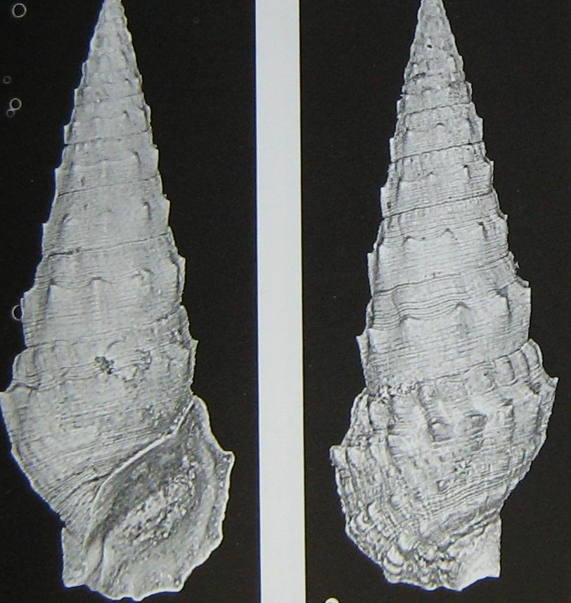 Cerithium varicosum (Brocchi, 1814) - Pliocene